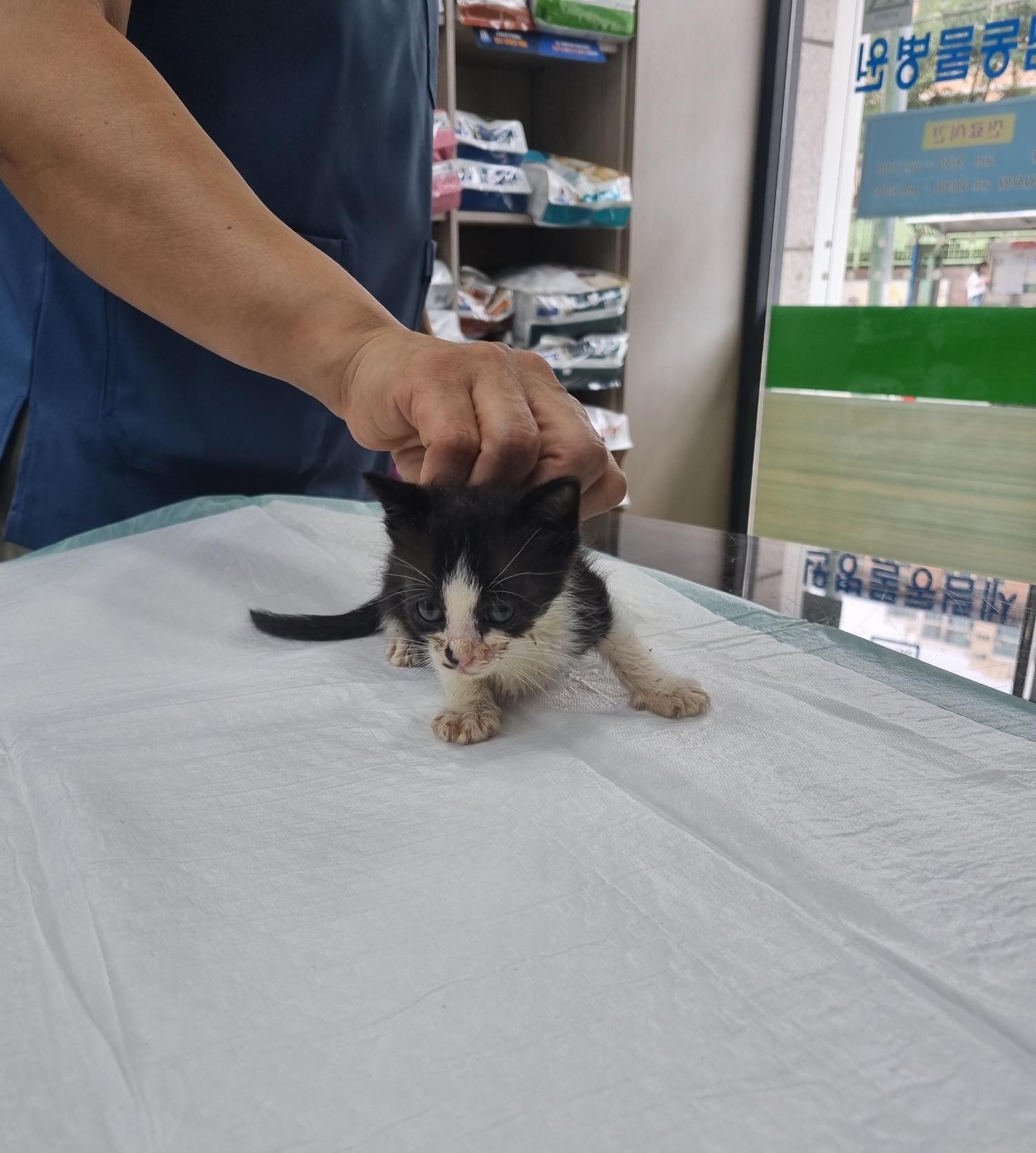 [고양이] 한국 고양이 인천-부평-2023-00615 유기동물 배경 이미지 입니다.