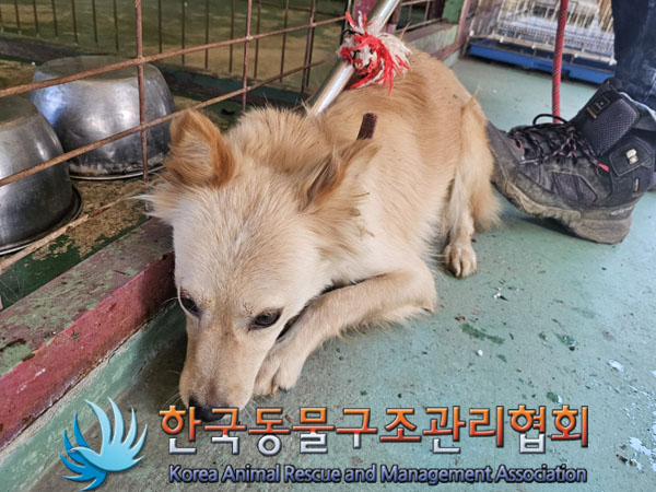 한국동물구조관리협회_441560202301102