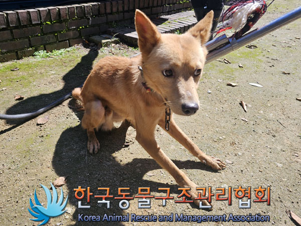 한국동물구조관리협회_441560202301106