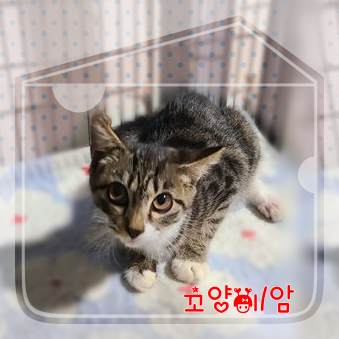 [고양이] 믹스묘 전북-군산-2023-01320 유기동물 배경 이미지 입니다.