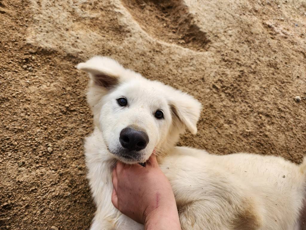 한국야생동물보호협회_441402202300463