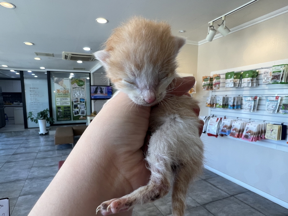 [고양이] 한국 고양이 전북-전주-2023-01421 유기동물 배경 이미지 입니다.