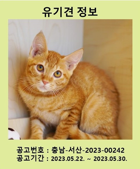 [고양이] 한국 고양이 충남-서산-2023-00242 유기동물 배경 이미지 입니다.