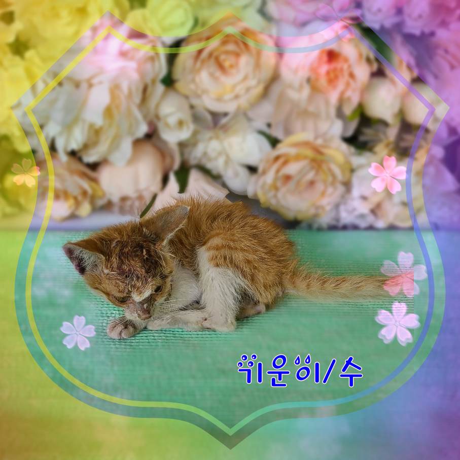 [고양이] 믹스묘 전북-군산-2023-01365 유기동물 배경 이미지 입니다.