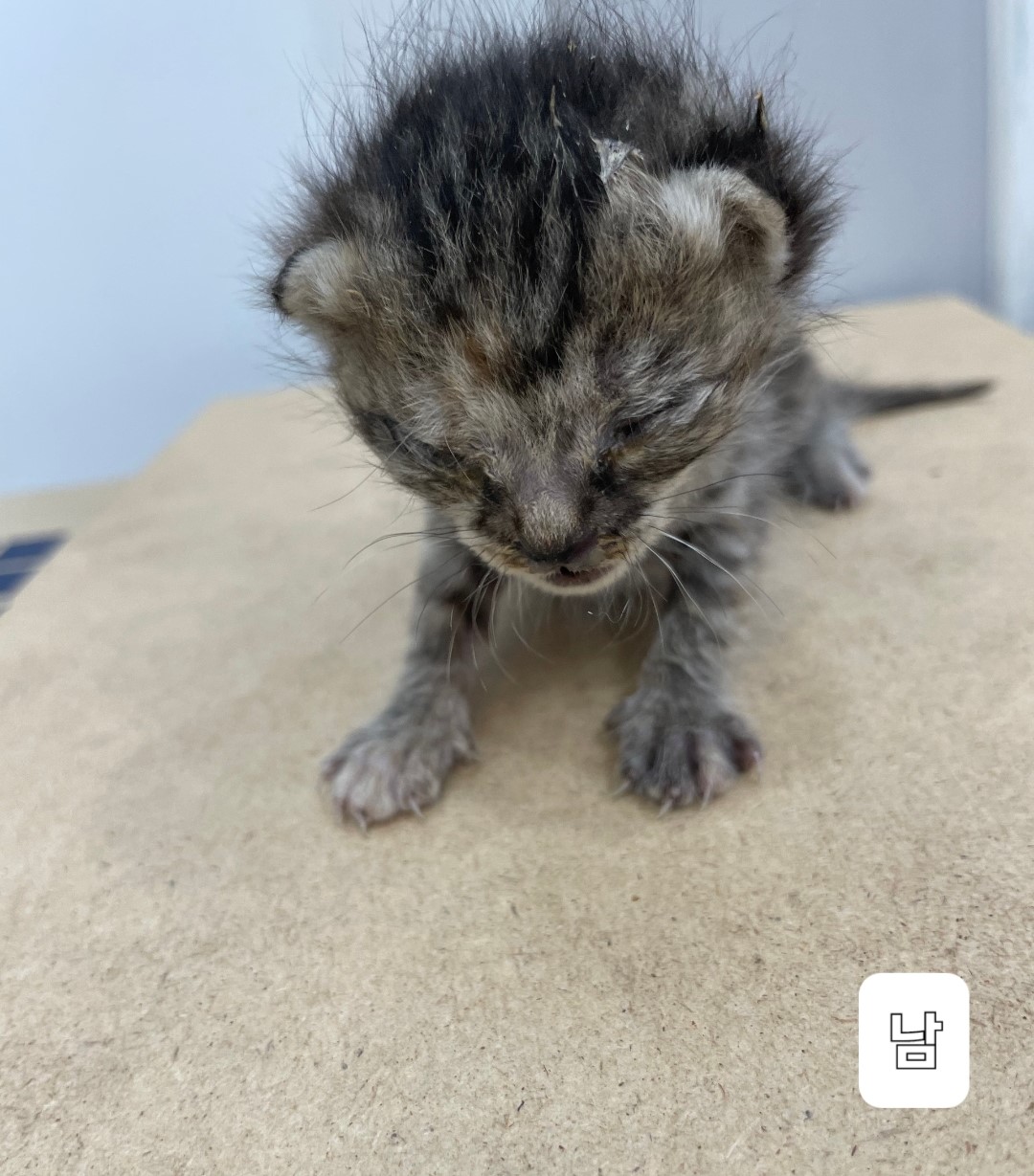 [고양이] 한국 고양이 충북-옥천-2023-00457 유기동물 배경 이미지 입니다.