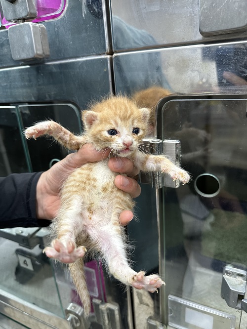 [고양이] 한국 고양이 충북-청주-2023-01000 유기동물 배경 이미지 입니다.