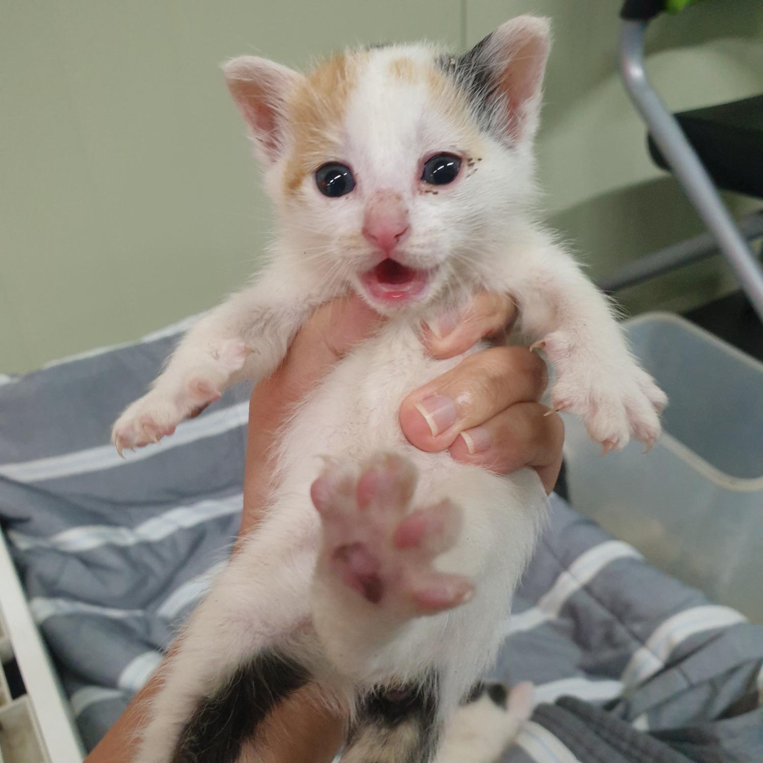 [고양이] 한국 고양이 경기-화성-2023-01275 유기동물 배경 이미지 입니다.