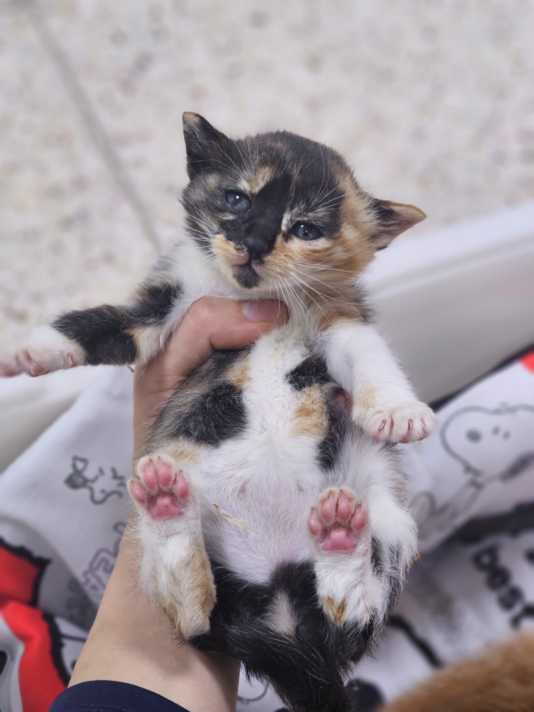 [고양이] 한국 고양이 충북-청주-2023-01064 유기동물 배경 이미지 입니다.