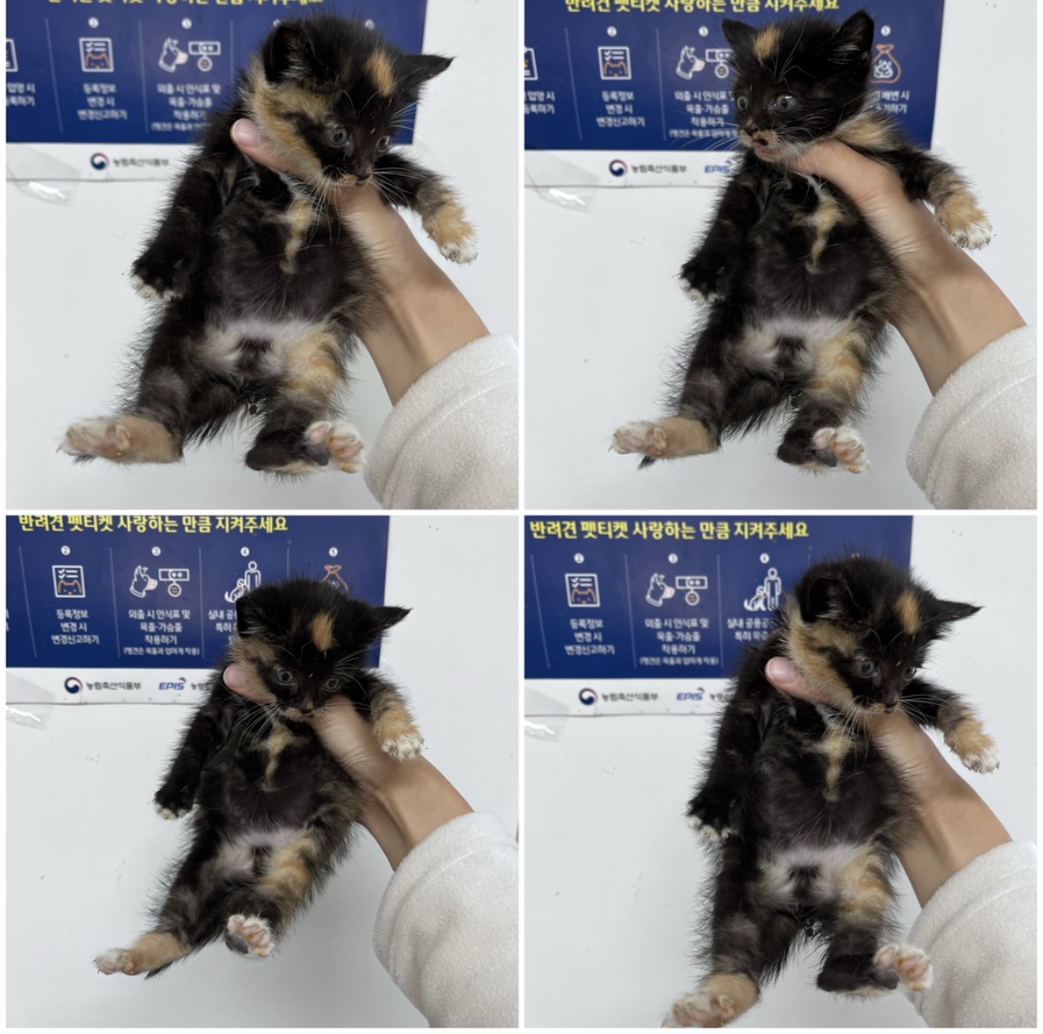 [고양이] 한국 고양이 충남-천안-2023-01415 유기동물 배경 이미지 입니다.