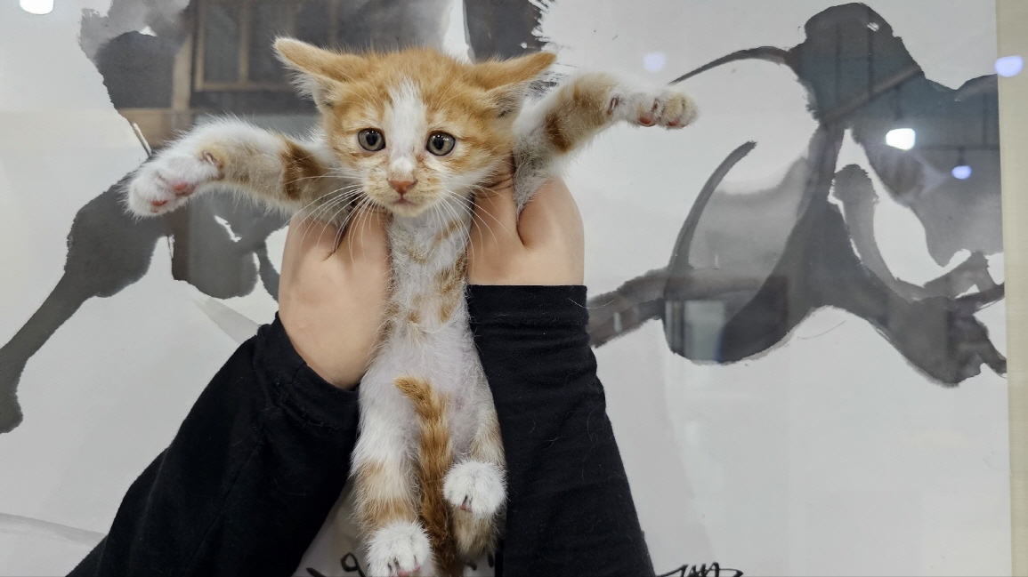 [고양이] 한국 고양이 전북-전주-2023-01644 유기동물 배경 이미지 입니다.