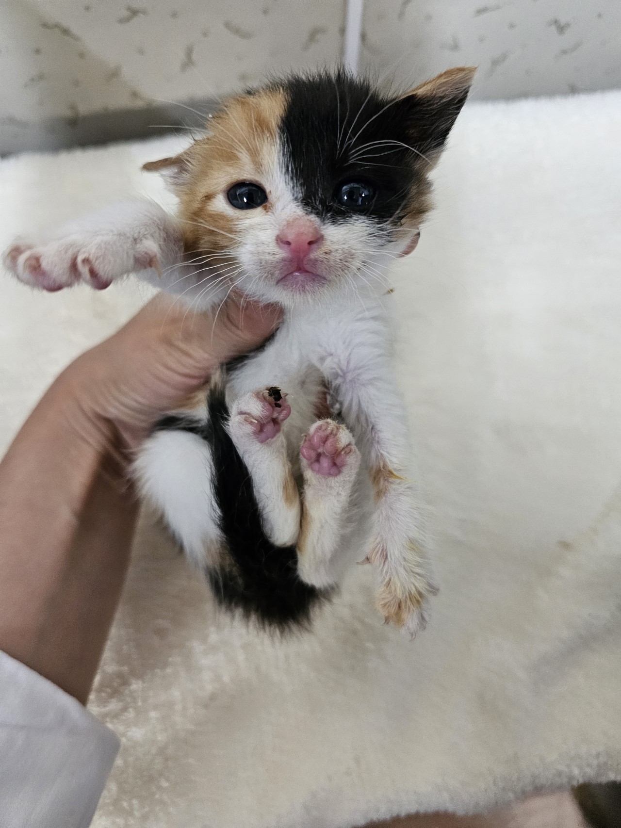 [고양이] 한국 고양이 경남-사천-2023-00445 유기동물 배경 이미지 입니다.