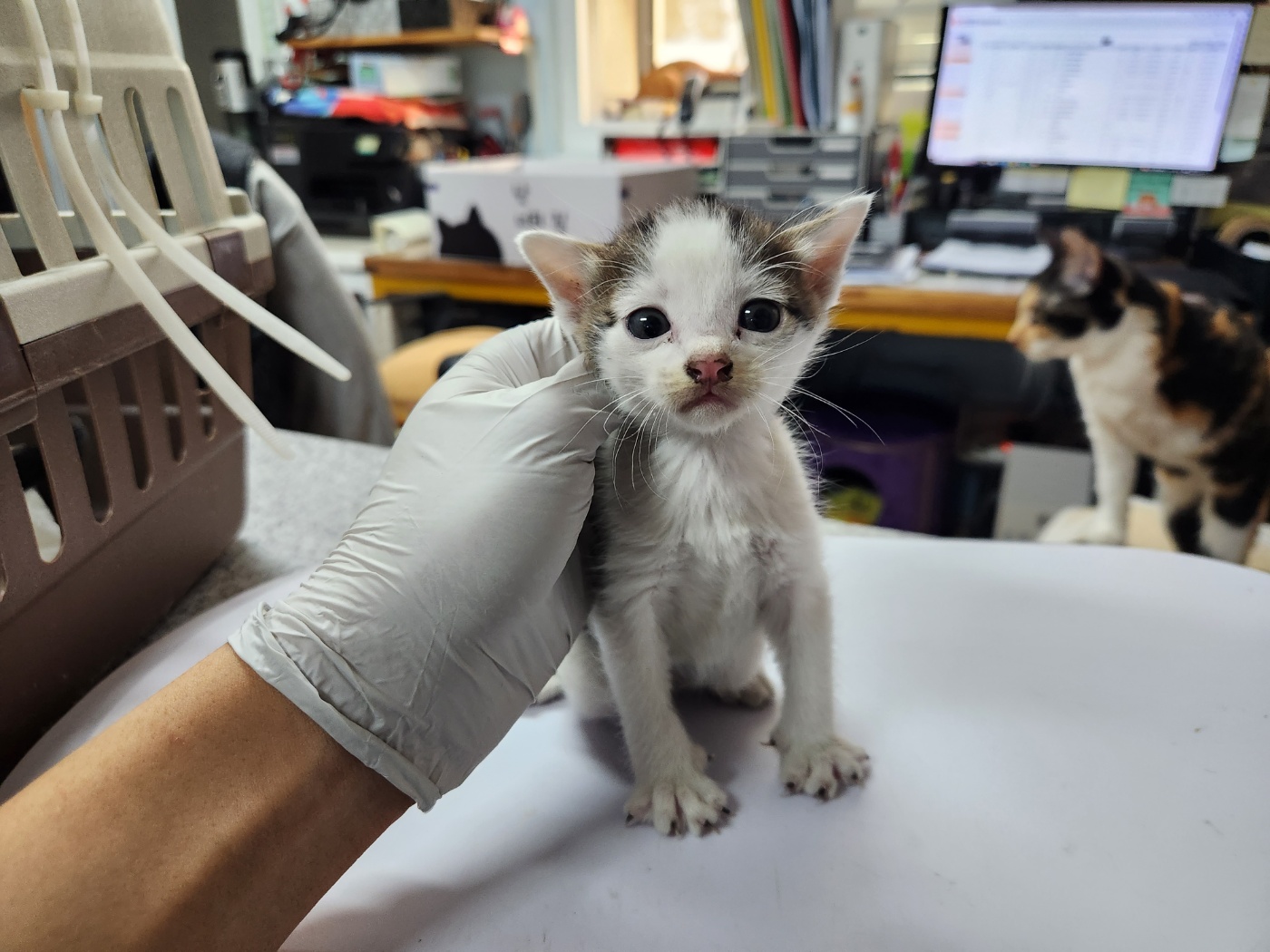 [고양이] 한국 고양이 광주-광산-2023-00815 유기동물 배경 이미지 입니다.