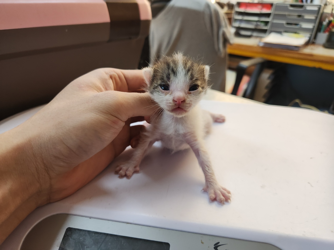 [고양이] 한국 고양이 광주-광산-2023-00820 유기동물 배경 이미지 입니다.