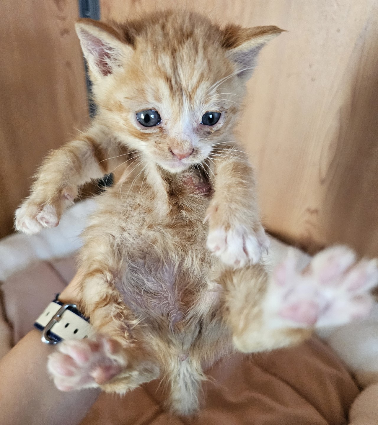 [고양이] 한국 고양이 경남-사천-2023-00451 유기동물 배경 이미지 입니다.