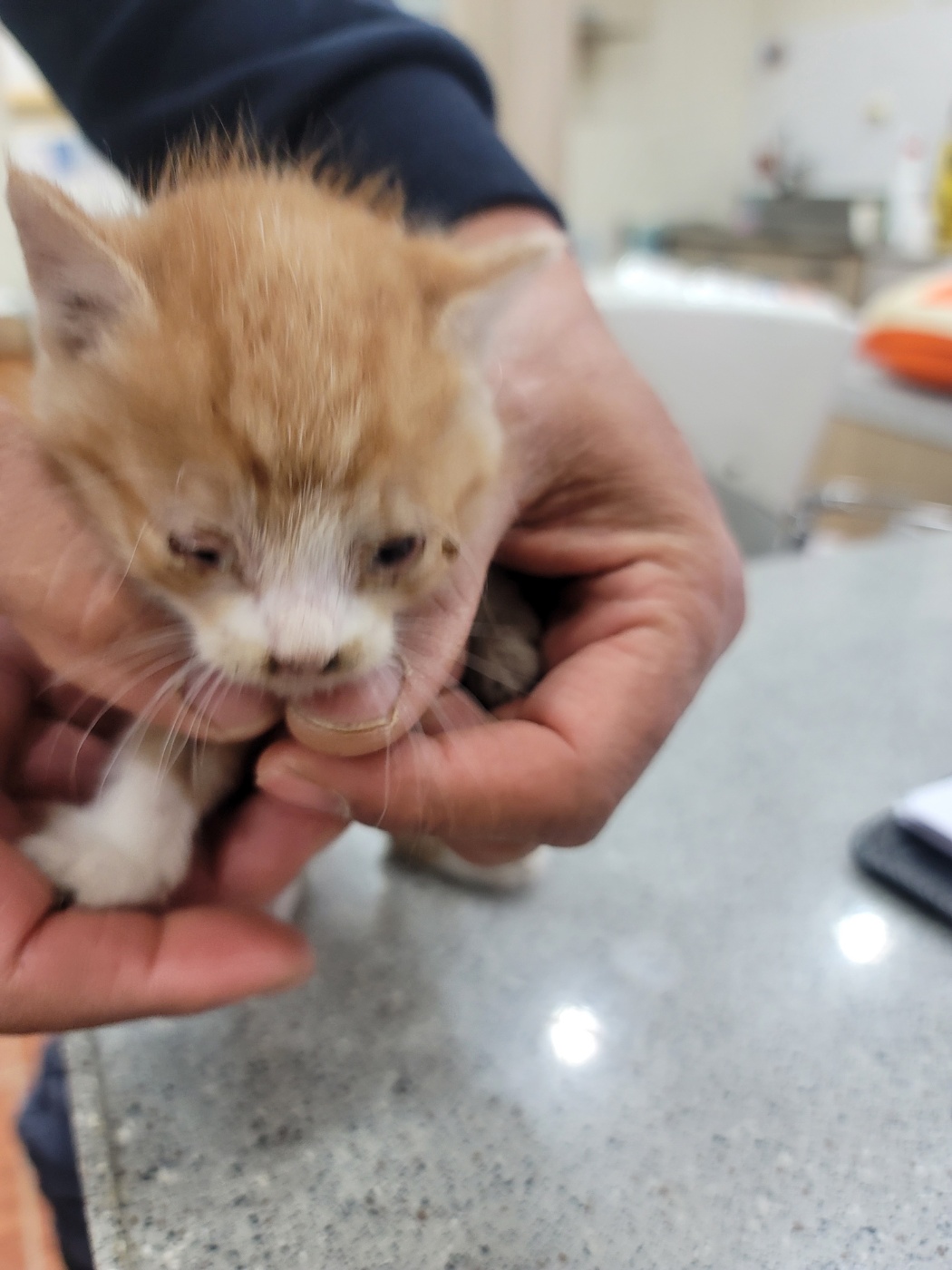 [고양이] 한국 고양이 충북-진천-2023-00345 유기동물 배경 이미지 입니다.