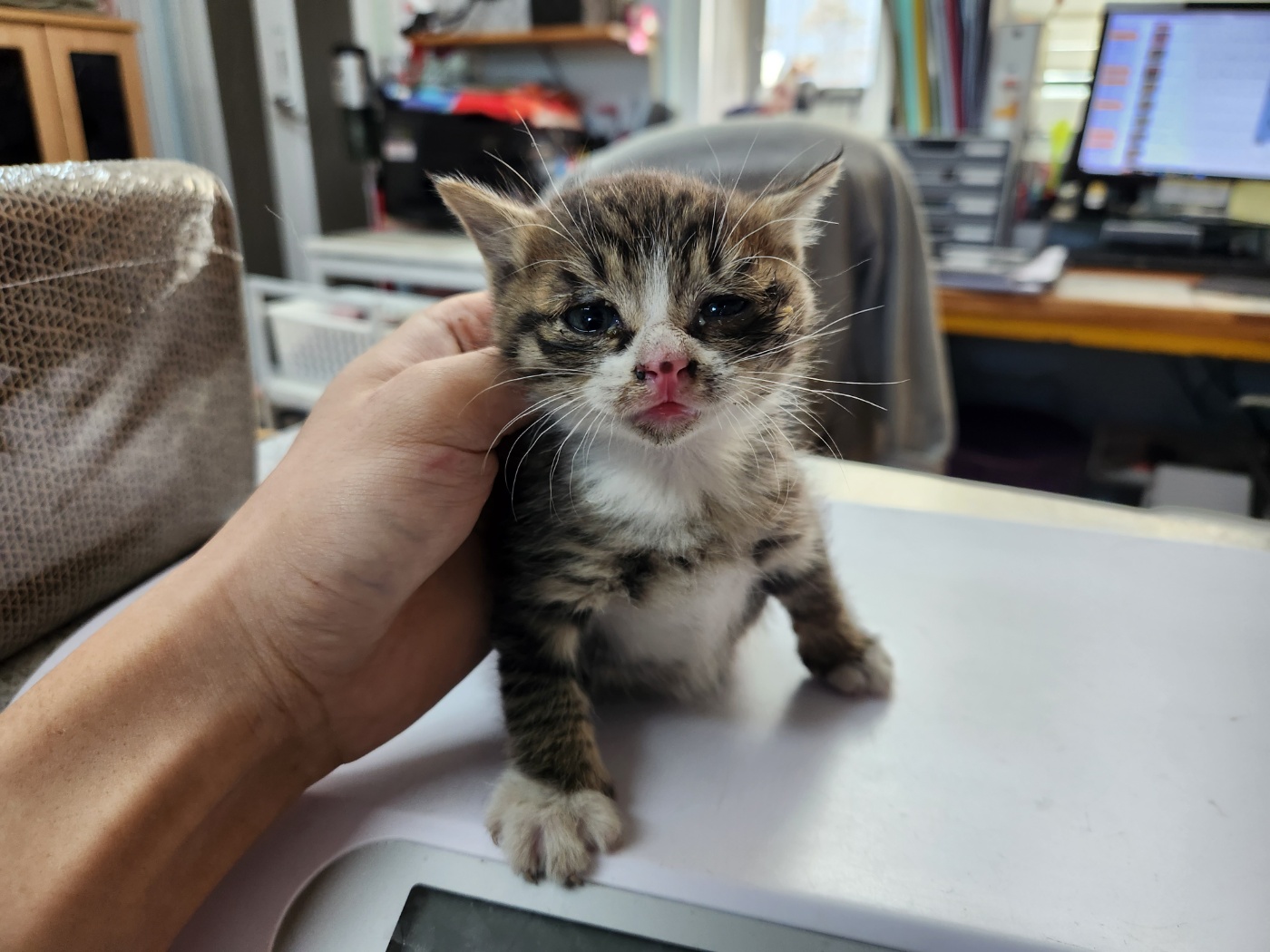 [고양이] 한국 고양이 광주-광산-2023-00836 유기동물 배경 이미지 입니다.