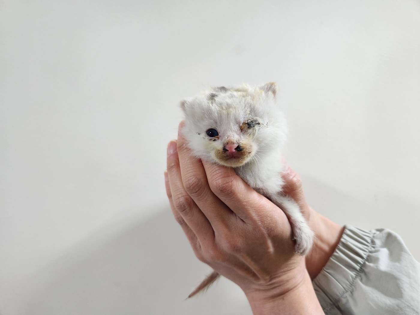 [고양이] 한국 고양이 경기-군포-2023-00153 유기동물 배경 이미지 입니다.