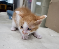 [고양이] 한국 고양이 울산-동구-2023-00337 유기동물 배경 이미지 입니다.