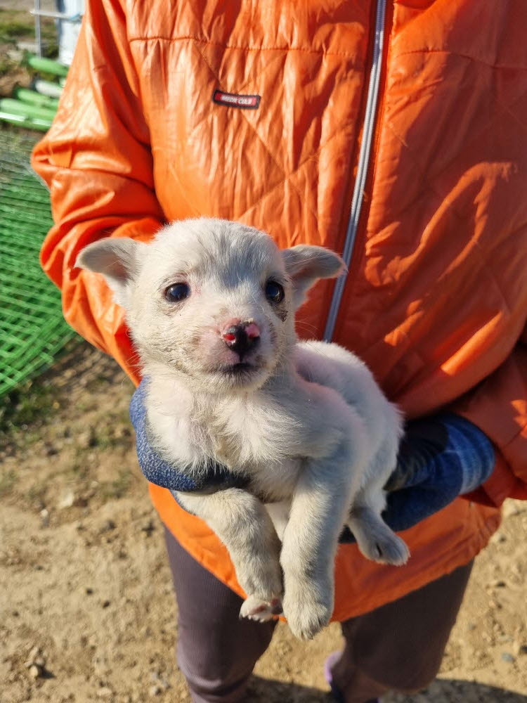 동해시유기동물보호소_442421202300283