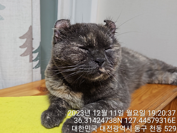 대전동물보호센터_430364202300379