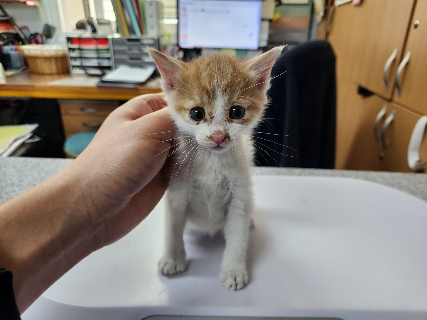 [고양이] 한국 고양이 광주-광산-2023-00897 유기동물 배경 이미지 입니다.