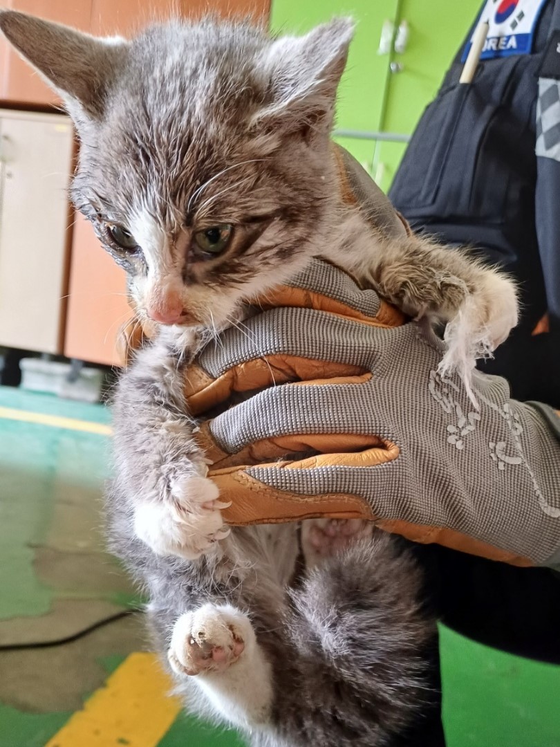 [고양이] 한국 고양이 경남-밀양-2023-02061 유기동물 배경 이미지 입니다.