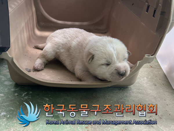 한국동물구조관리협회_441409202302105