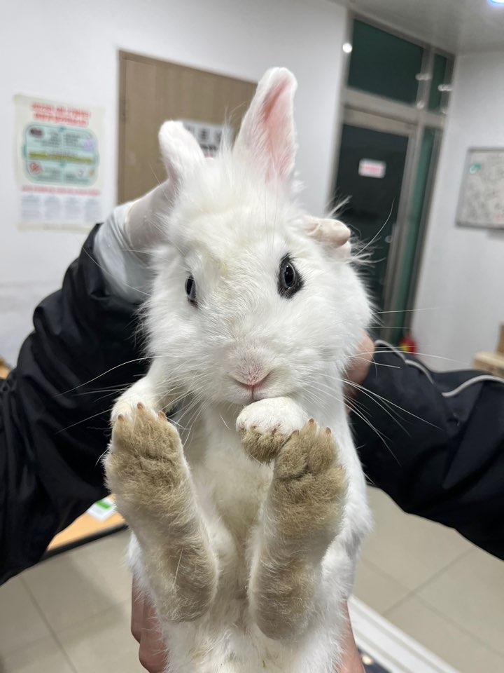 [기타축종] 토끼 충북-청주-2023-01239 유기동물 배경 이미지 입니다.