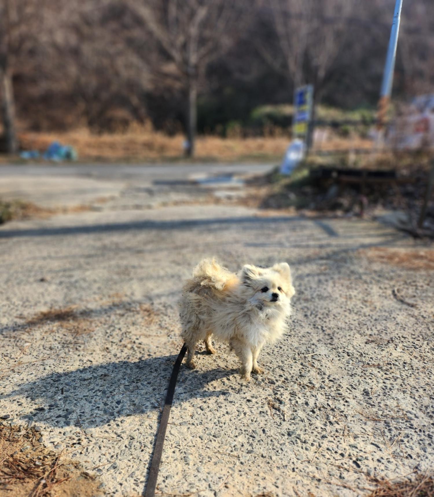 울산유기동물보호센터_431372202300806