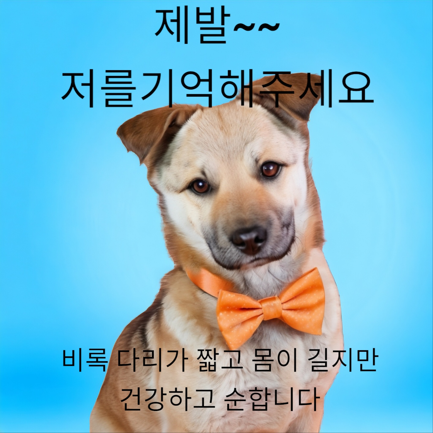 보호중 믹스견의 가…