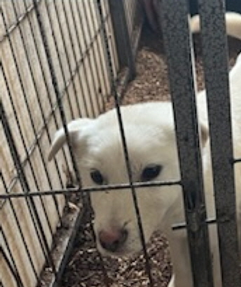 장수군 보호소_445475202400009