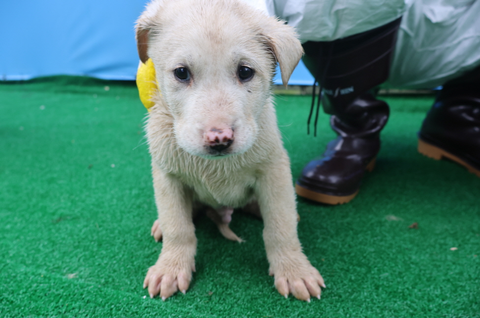 제주 동물보호센터_450650202400481