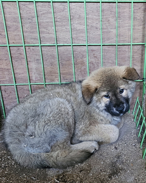 고령군 임시보호소_447520202400036