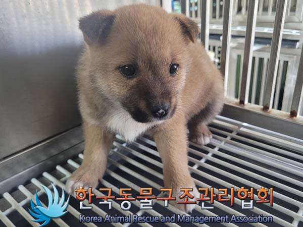 한국동물구조관리협회_411300202400154