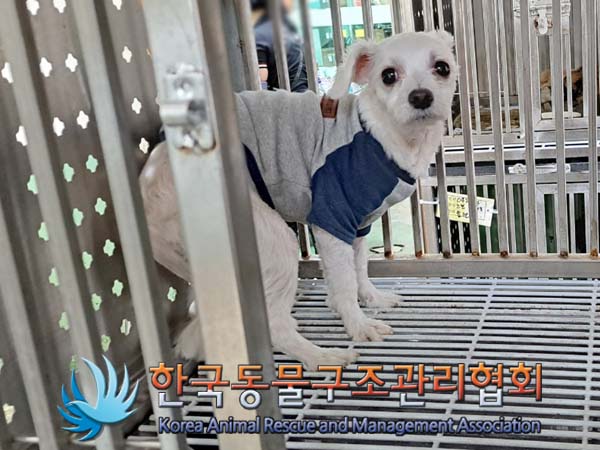 한국동물구조관리협회_411301202400158