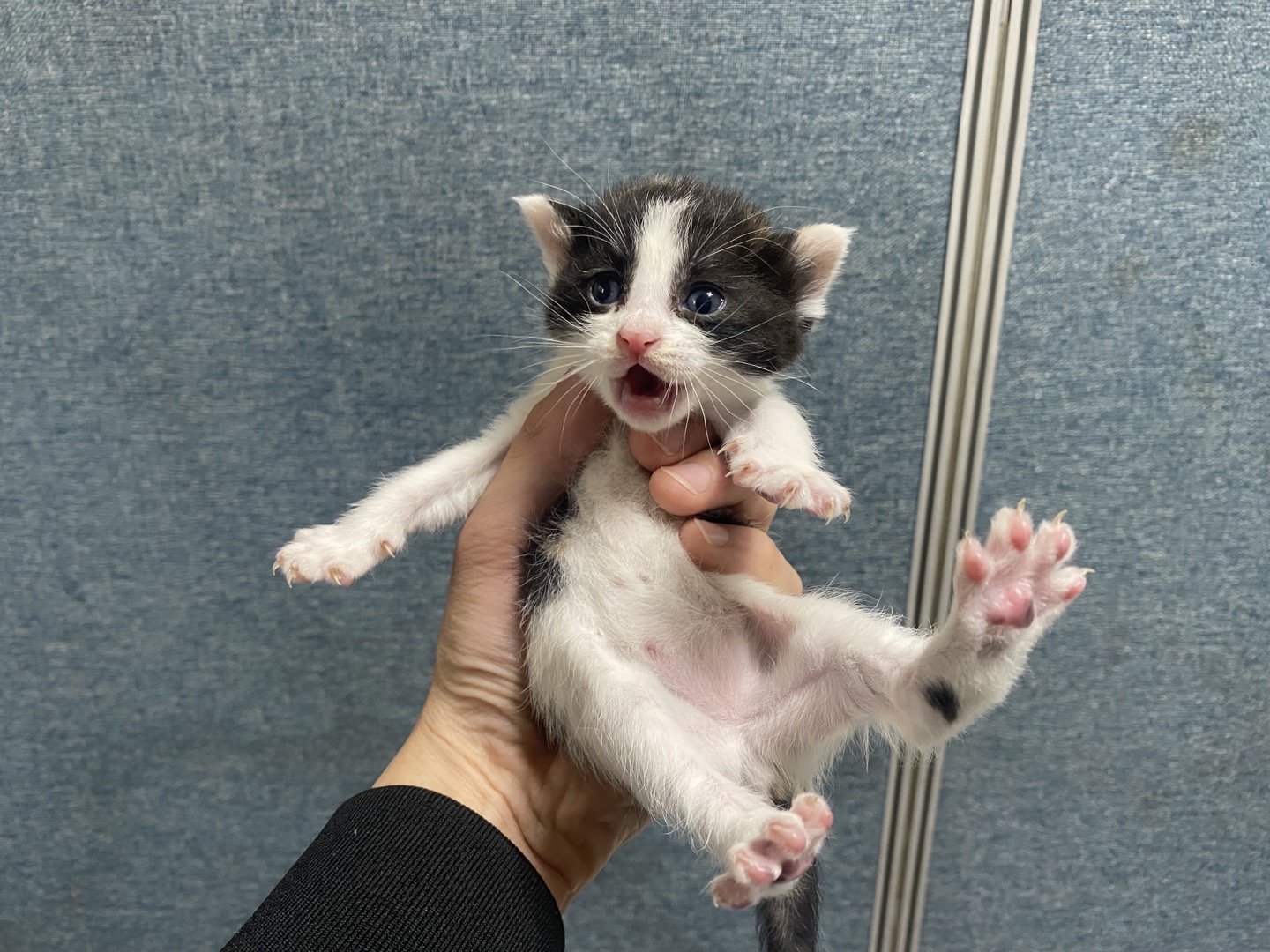 [고양이] 한국 고양이 경기-안산-2024-00363 유기동물 배경 이미지 입니다.