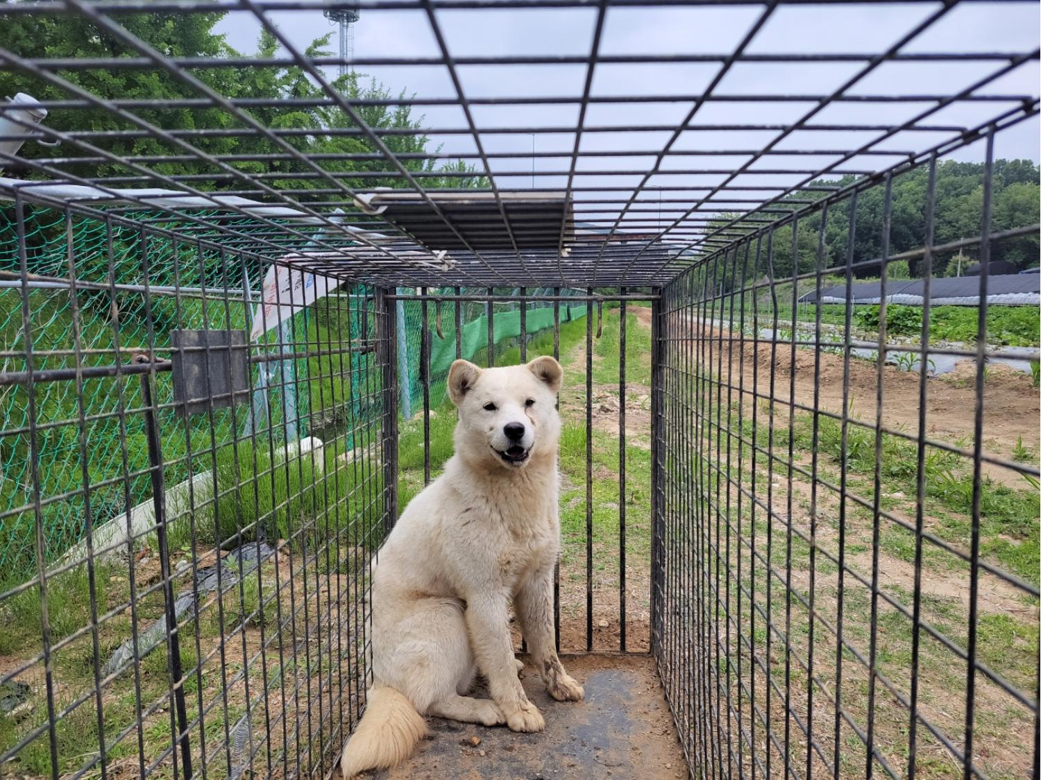 고양시동물보호센터_441394202400973