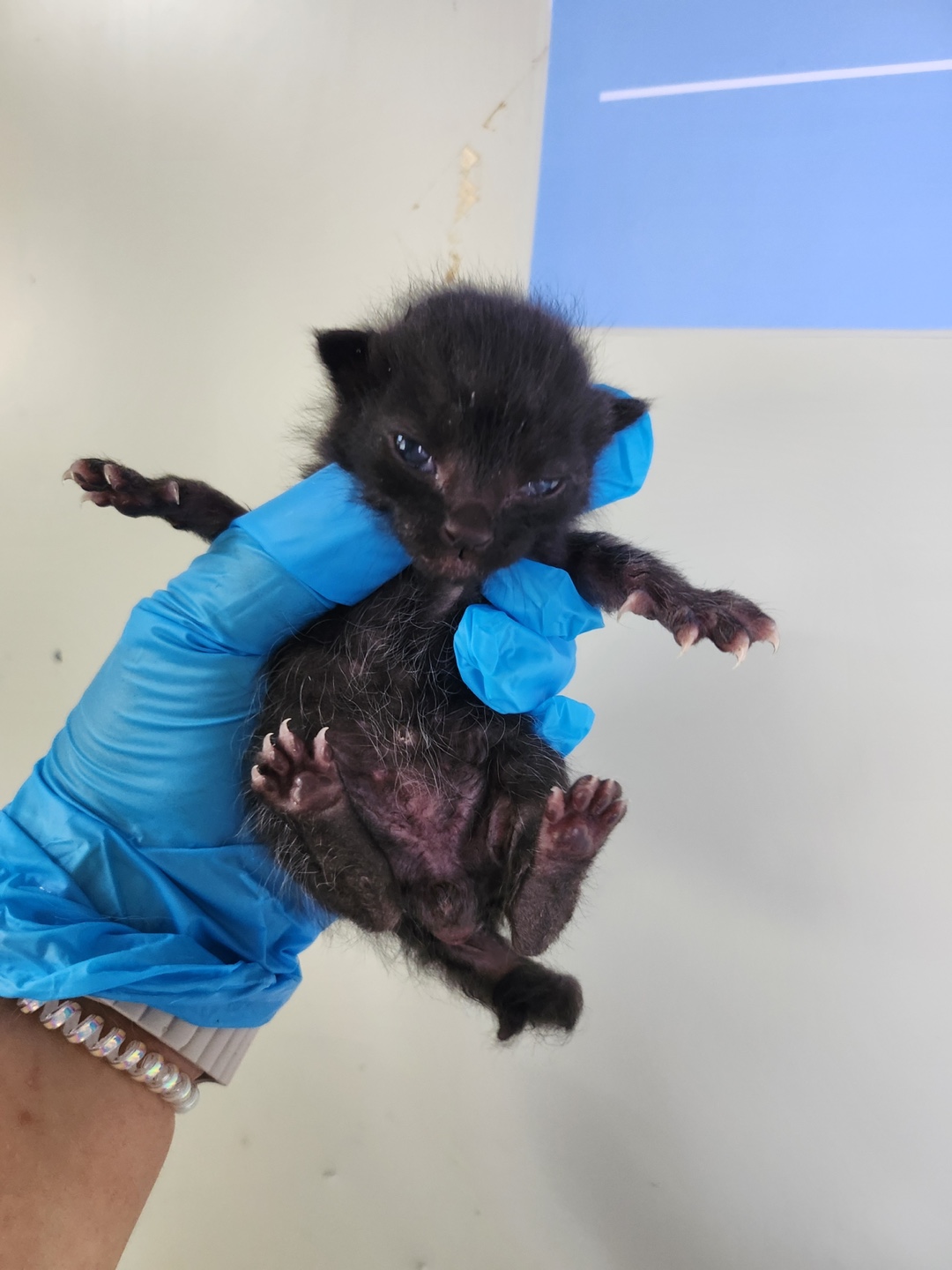 [고양이] 한국 고양이 부산-북구-2024-00123 유기동물 배경 이미지 입니다.