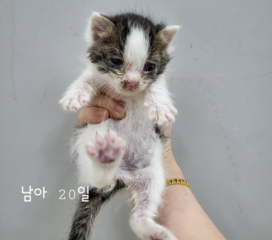 [고양이] 한국 고양이 충북-옥천-2024-00211 유기동물 배경 이미지 입니다.