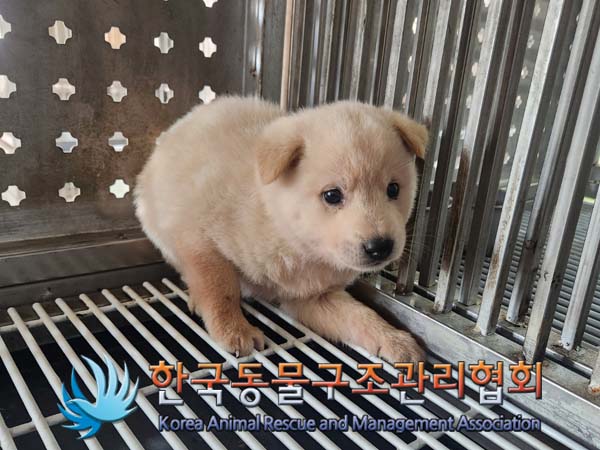 한국동물구조관리협회_441406202400906