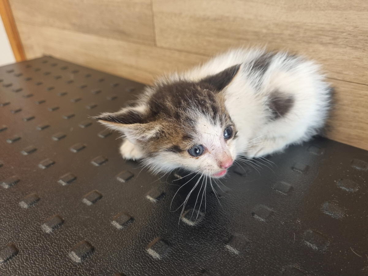 [고양이] 한국 고양이 전북-전주-2024-00611 유기동물 배경 이미지 입니다.