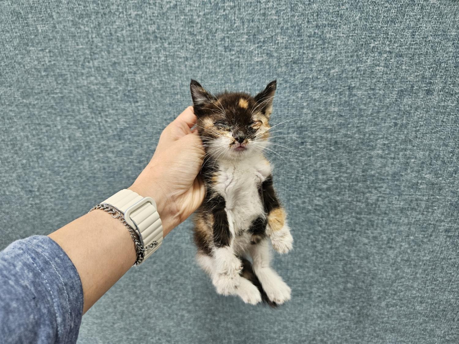 [고양이] 한국 고양이 경북-포항-2024-00521 유기동물 배경 이미지 입니다.