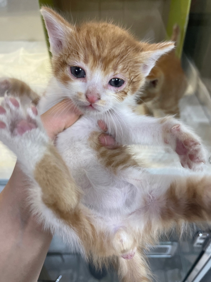 [고양이] 한국 고양이 경기-안성-2024-00352 유기동물 배경 이미지 입니다.