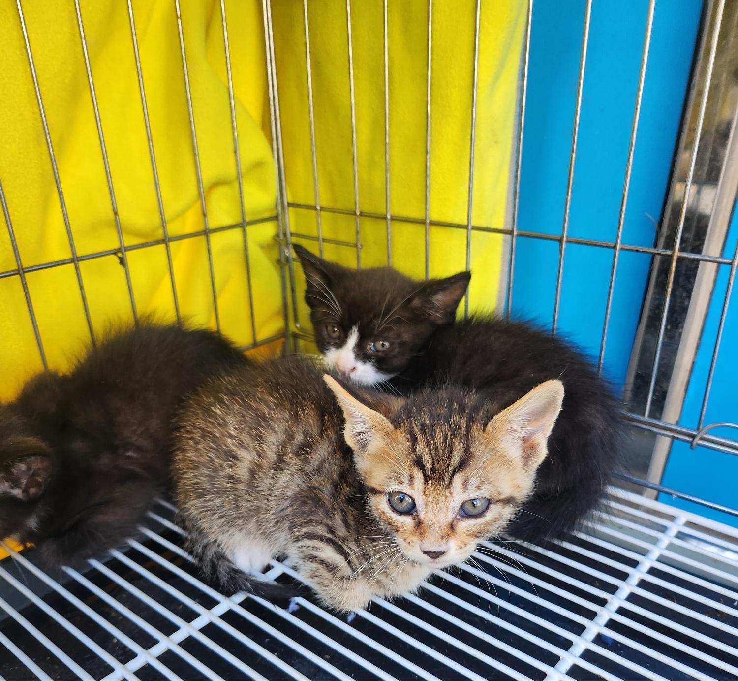 [고양이] 한국 고양이 경북-문경-2024-00173 유기동물 배경 이미지 입니다.