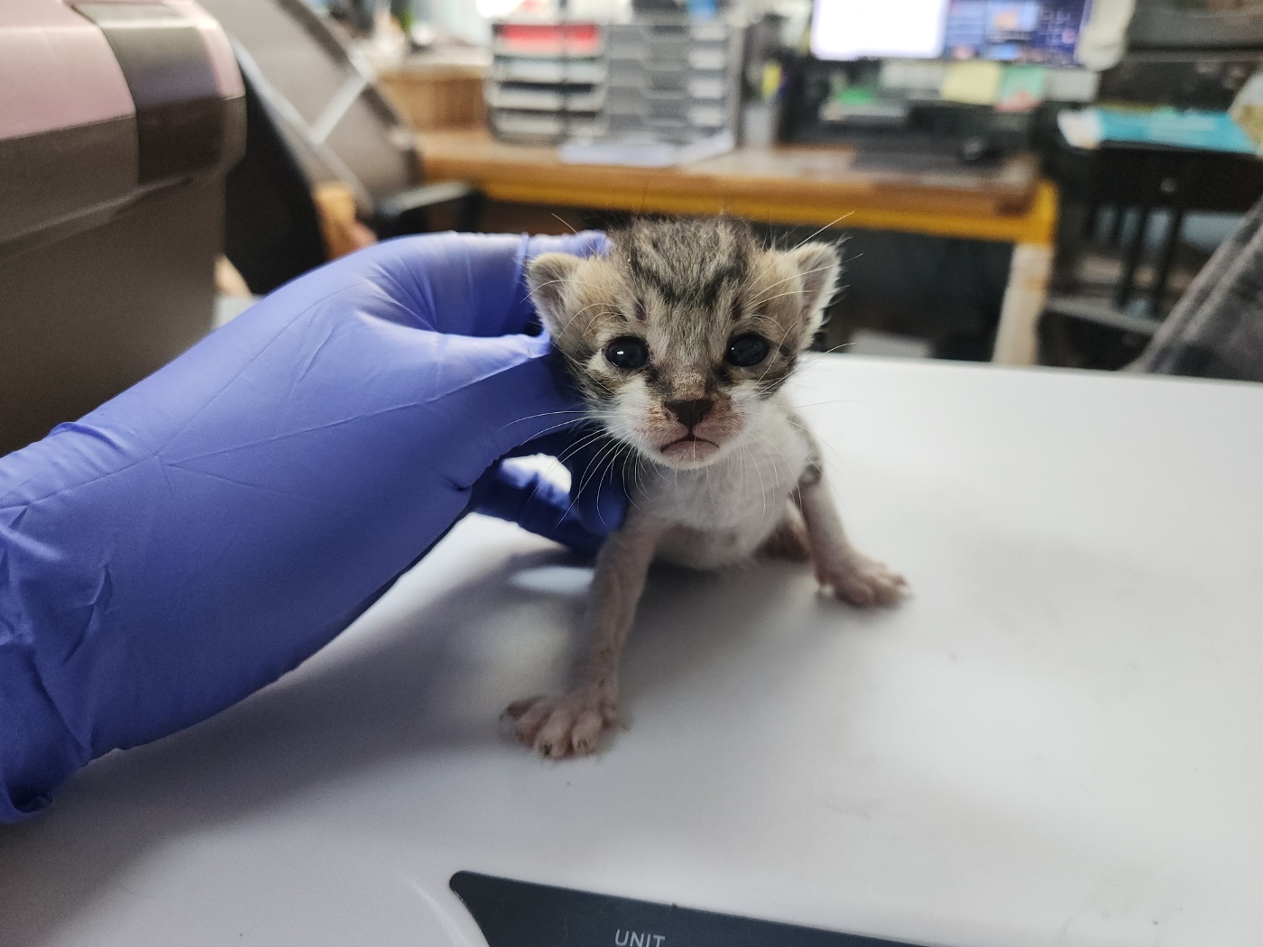 [고양이] 한국 고양이 광주-광산-2024-00350 유기동물 배경 이미지 입니다.