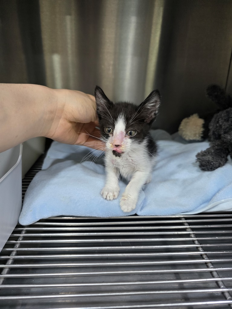 [고양이] 한국 고양이 대구-수성-2024-00347 유기동물 배경 이미지 입니다.