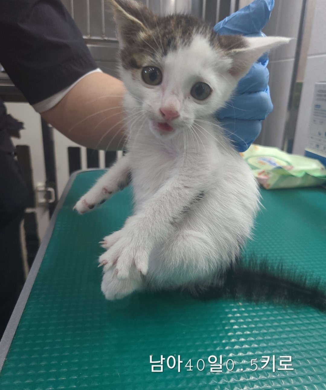 [고양이] 한국 고양이 충북-옥천-2024-00273 유기동물 배경 이미지 입니다.