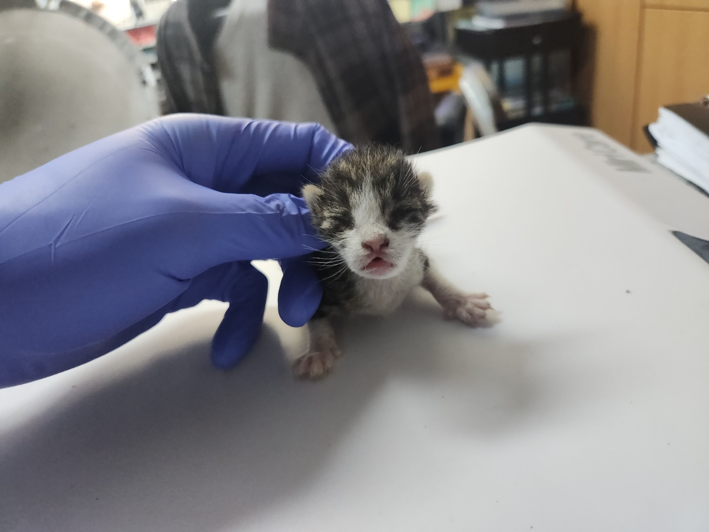 [고양이] 한국 고양이 광주-광산-2024-00412 유기동물 배경 이미지 입니다.