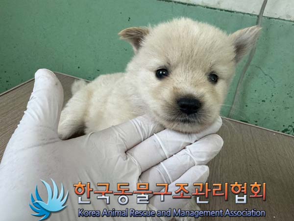 한국동물구조관리협회_441414202400445