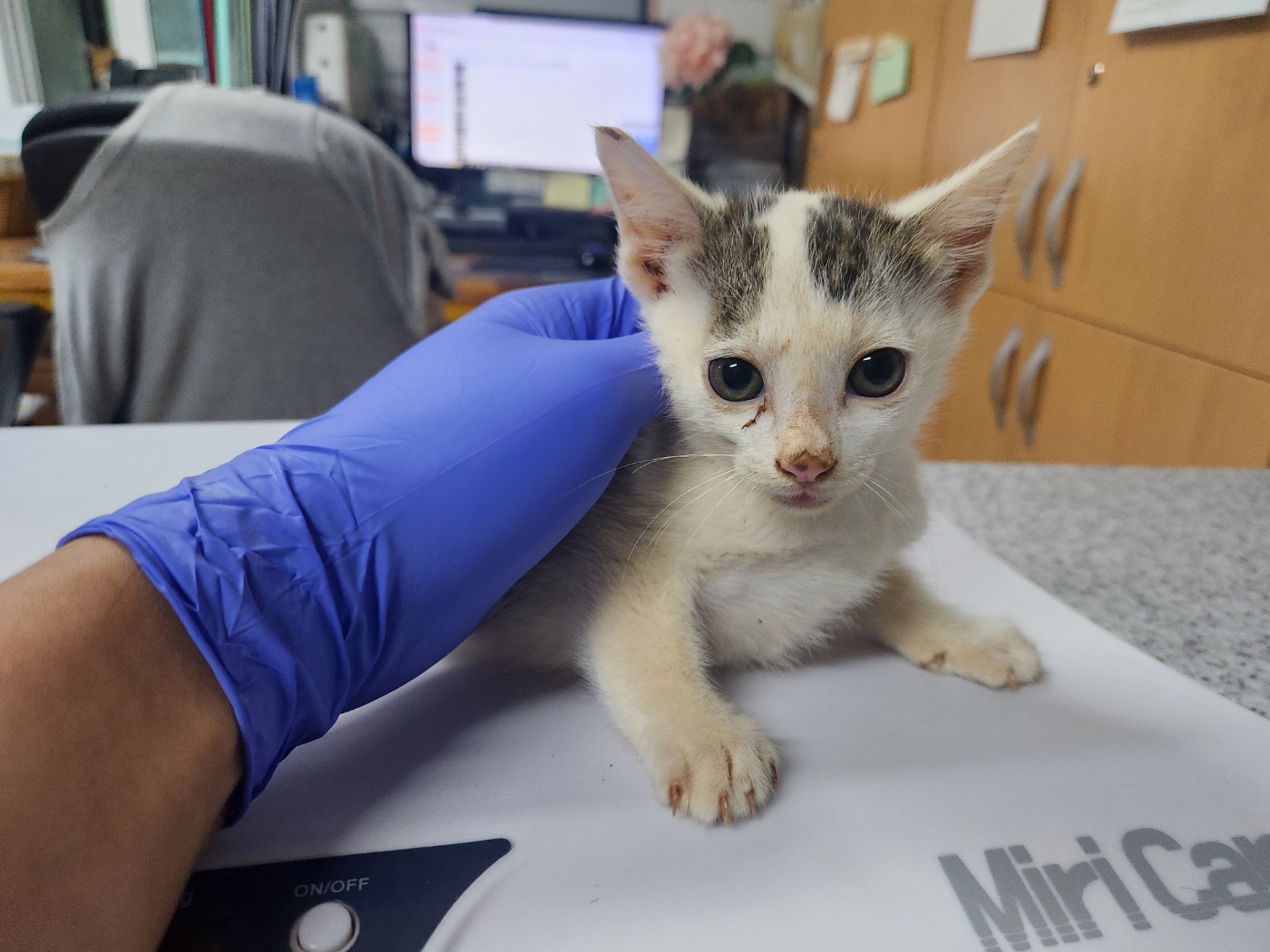 [고양이] 한국 고양이 광주-광산-2024-00442 유기동물 배경 이미지 입니다.